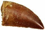 Serrated Raptor Tooth - Real Dinosaur Tooth #297569-1